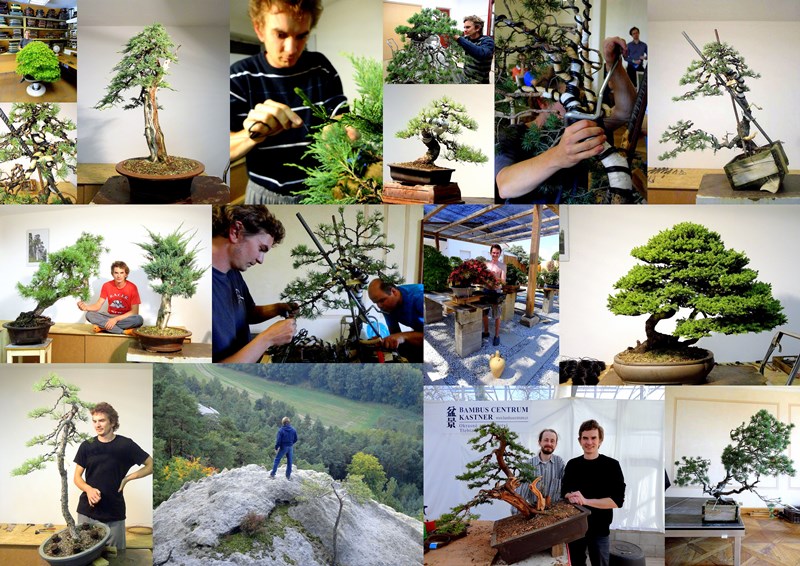 bonsai, akira, bonsaj, jan culek bonsai akira bonsai feeling and art